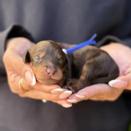 Barnum - Chocolate male Australian Labradoodle puppy in Morgan Hill, California from Loving Labradoodles