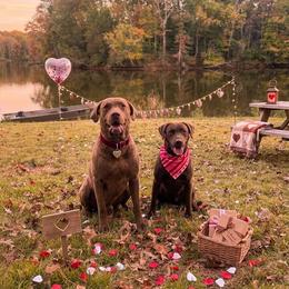 Chesapeake Bay Retriever puppies from Soap Stone Ridge