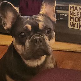 Spicey - French Bulldog