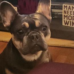 Spicey - French Bulldog