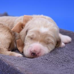Jasper brown collar - Cream male Goldendoodle puppy in Lexington, North Carolina from Deborah’s Doodles