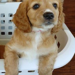 Cavapoo Puppies from Jessie's Puppies