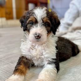 Carol - Tri-color female Bernedoodle puppy in Louisville, Kentucky from Darlin’s Doodles