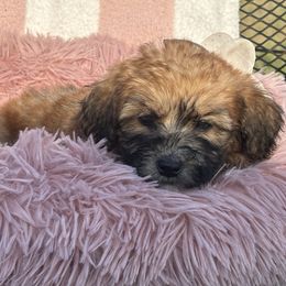 Sunny - Wheaten female Whoodle puppy in Rising Sun, Indiana from Ruby Lane Doodles