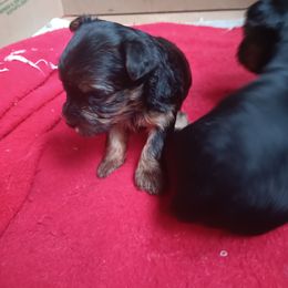 PJ - Black and tan Yorkshire Terrier puppy in Redford Township, Michigan from Childress Yorkies