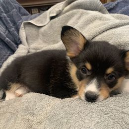 Pembroke Welsh Corgi Puppies from VIP Stables
