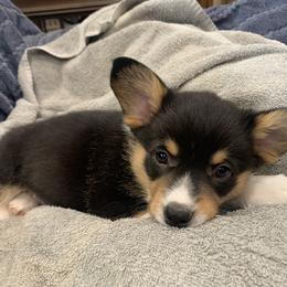 Pembroke Welsh Corgi Puppies from VIP Stables