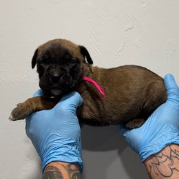 Female 1 - Fawn female Cane Corso puppy in Cashion, Oklahoma from APEXOK Cane Corsos LLC