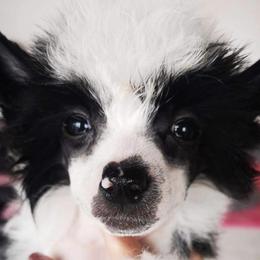 Lux - Chinese Crested
