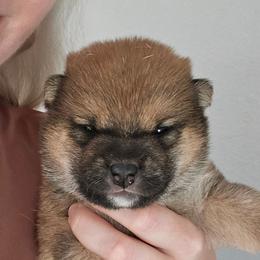 Ren - Red female Shiba Inu puppy in Marianna, Florida from Diwasou
