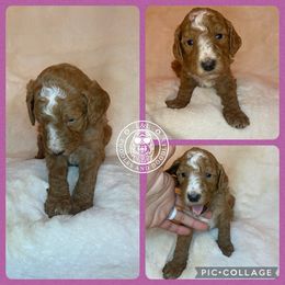 Goldendoodle and Poodle Puppies from L&L Poodles and Doodles