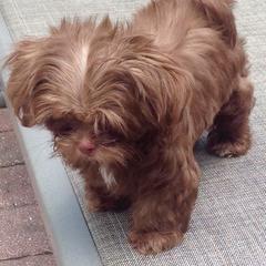 Mi-Ki Puppies from Orlando Mi-Kis