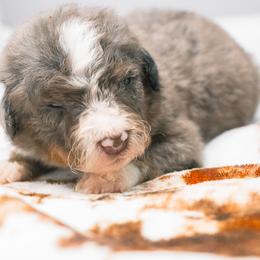 Prosecco - Trained Puppy Selection - Blue merle male Bernedoodle puppy in Youngstown, Florida from Wonderland’s Boujie Kennels