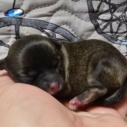 Teddy - Chocolate sabled fawn male Chihuahua puppy in Amity, Pennsylvania from Baxters Chihuahuas