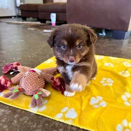 Sleepy - Red tri male Miniature Australian Shepherd puppy in Edgar Springs, Missouri from Scott’s Aussies LLC