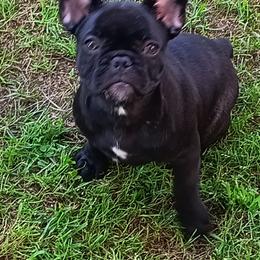 French Bulldogs from Jettons Jewels Frenchies