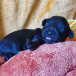 Mr. Blue - Black male Schnoodle puppy in Leitchfield, Kentucky from Eveleigh Acres Puppies