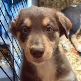 Gratin - Red tri-color male Australian Shepherd puppy in Altmar, New York from E&C Australian Shepherds