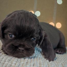 Ryker - Chocolate male Shih Tzu puppy in Claxton, Georgia from Small Pawz Shih tzu