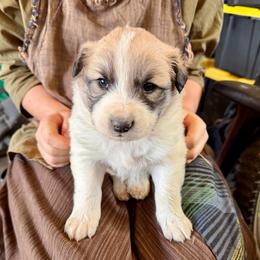 Villaroy- brown - Badger male Colorado Mountain Dog puppy in Cotopaxi, Colorado from Once Upon A Moose (OUM)