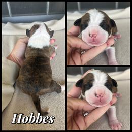 Hobbes - Black brindle male American Staffordshire Terrier puppy in Marietta, Georgia from Ambition Amstaffs