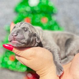 Spanky-yellow - Brindle male Companion Cross puppy in Calimesa, California from BoujeePoodlesofsocal