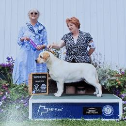 Dachshund and Labrador Retriever All Grown Up from Scioto Labradors & Runway Dachshunds