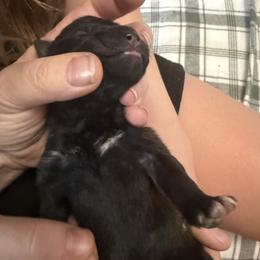 Pink - Fawn sable female Belgian Malinois puppy in Boise, Idaho from Wings of Freedom Retrievers and Malinois