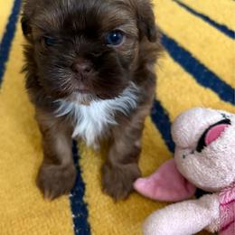 Claire - Liver female Shih Tzu puppy in League City, Texas from Mosley Shih Tzu