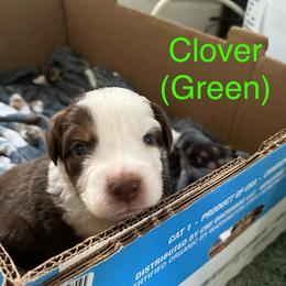 Clover (Green) - Red male Australian Shepherd puppy in Rochester, Pennsylvania from Aussie Odyssey