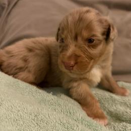 Heath - Red merle male Australian Shepherd puppy in East Hartford, Connecticut from CT Aussies