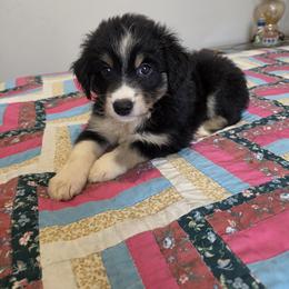 Rusty - Black tri male Miniature Australian Shepherd puppy in Florida from Silver Palms Ranch
