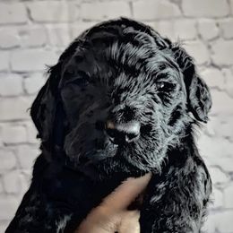 Goldendoodles and Poodles from Burtons Doodle Haven