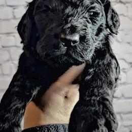Goldendoodles and Poodles from Burtons Doodle Haven