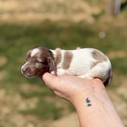 Costa Hummingbird - Boy 4 - Dapple male Dachshund puppy in London, Kentucky from Steele Half Acre Homestead