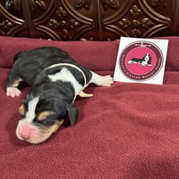 Light Pink Female - Black white and brown female Basset Hound puppy in Richland, Washington from Blessed Basset Hounds