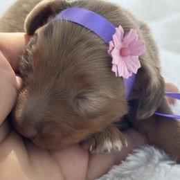 Sienna - coat tbd possible long - Dapple female Dachshund puppy in Lakeland, Florida from Elite Doxies Florida