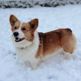 Teddy - Pembroke Welsh Corgi