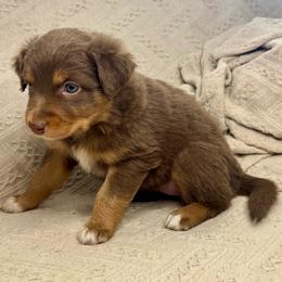 Donut - Red tri-color female Australian Shepherd puppy in Arizona from BRR Aussies