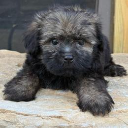 Smokey - Black and silver male Havanese puppy in Lancaster, South Carolina from 3 Bs Havanese-PUPPIES with  PURPOSE