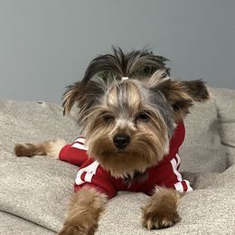 Clem - Yorkshire Terrier
