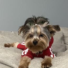 Clem - Yorkshire Terrier