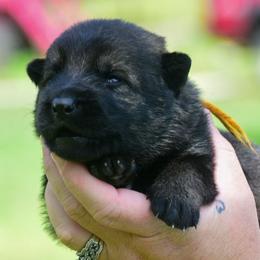 Orange girl - Sable female German Shepherd puppy in Clarkrange, Tennessee from Vom Wolff