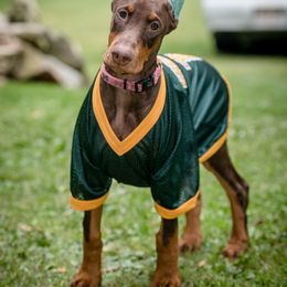 Doberman Pinscher Puppies from Laurel Vail