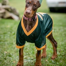 Doberman Pinscher Puppies from Laurel Vail