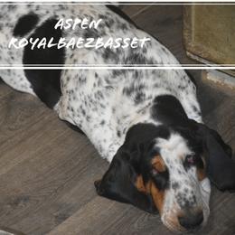 Aspen - Basset Hound
