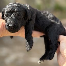 Celine - Black female Poodle puppy in Spring Hills, Florida from The Olympus Standard Poodle
