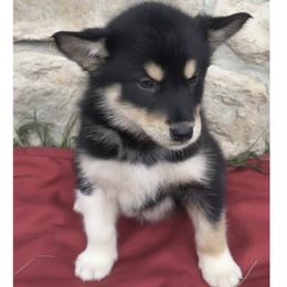 Himalaya - Agouti and white female Alaskan Malamute puppy in Easton, Maryland from Stars Howl-O Kennels by FurEver Friends Inc