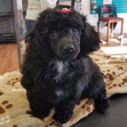 Goldendoodles and Poodles from Prancing poods and doods