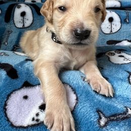 Goldendoodle Puppies from Bridger Peak Doodles